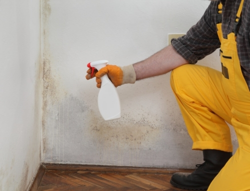 Home Inspections: Mold Comes Back To Bite