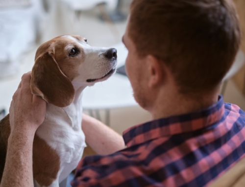 Emotional Support Animals, Landlords, and Tenants